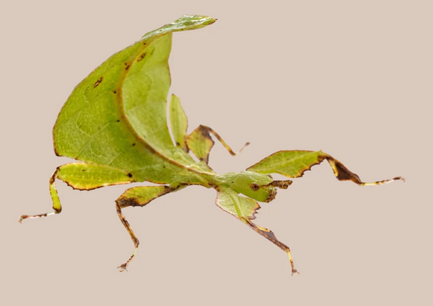 Australian Leaf Insect - Walaphyllium monteithi