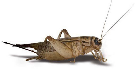 Large Crickets - Tub