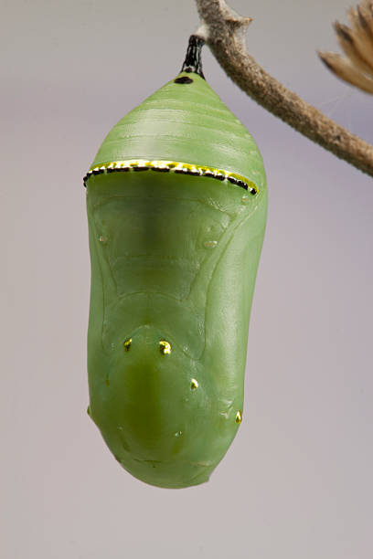 Butterfly Refill Kit