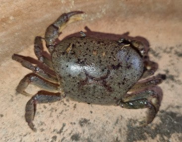 Fresh Water Inland Crab - Astrophelphusa Transversa