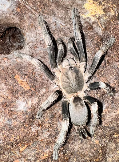 Phlogius kuttabul Tarantula - Sling