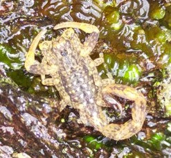 Marbled Scorpion - Lychas marmoreus nigriscens