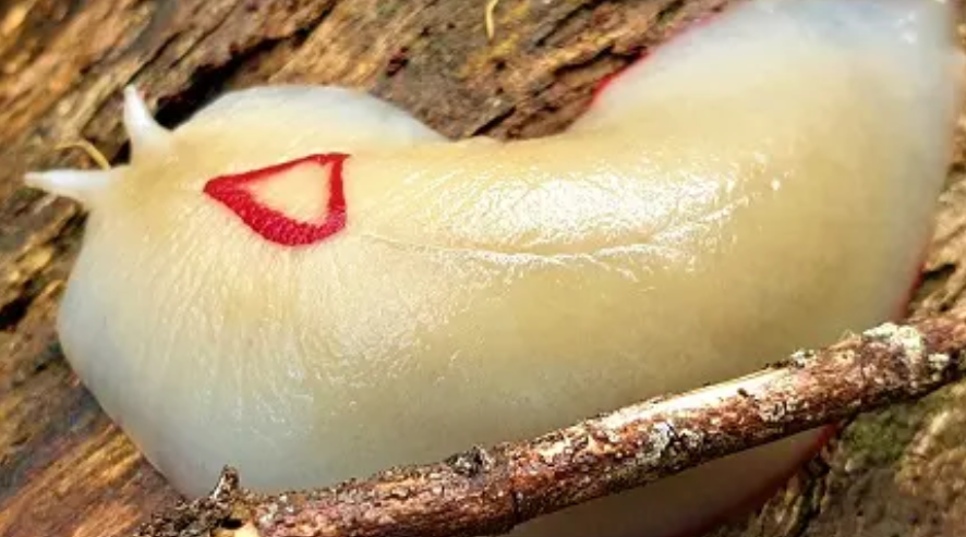 Red Triangle Slug - Triboniophorus graeffei - Adults