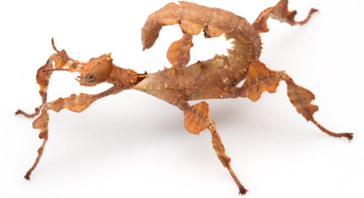 Spiny Leaf Insect - Extatosoma tiaratum - Adults