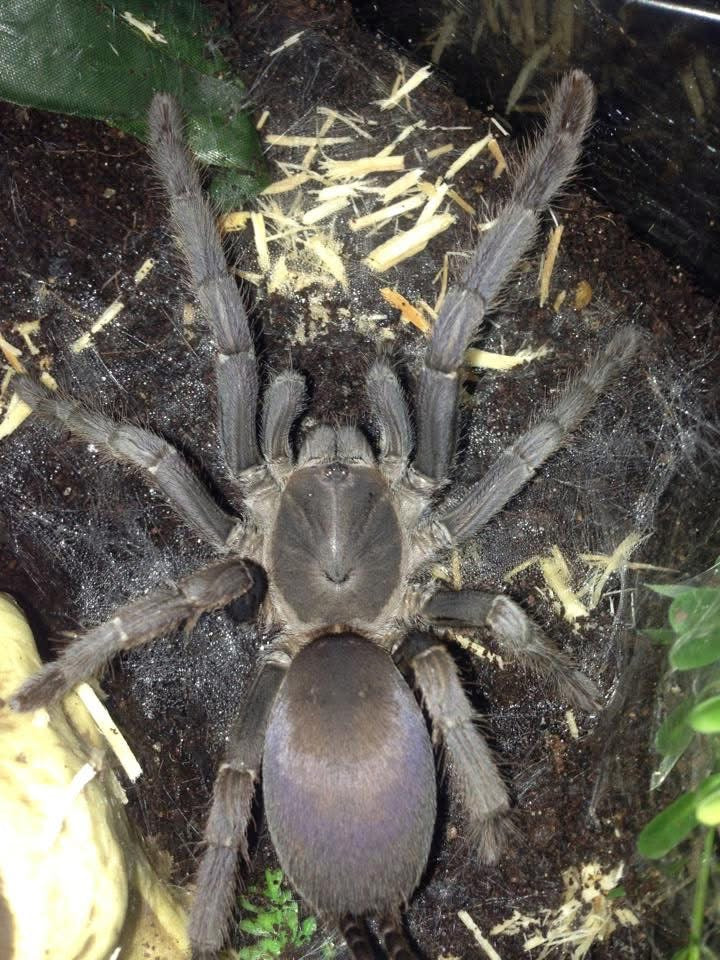 Phlogius sp. Stents Tarantula - Juv
