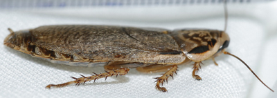 Woodies - Large - Tub