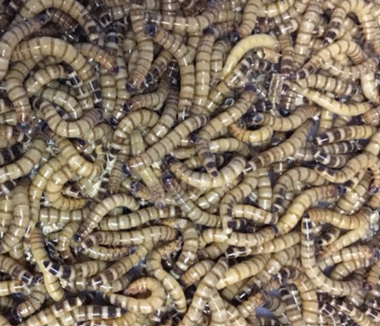 Superworms - Zophobas morio - 50gms