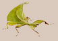 Australian Leaf Insect - Walaphyllium monteithi