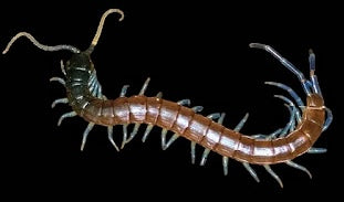 Blue-Legged Centipede - Rhysida Nuda - Juvenile