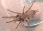 Phlogius Cape Gloucester Tarantula - Sling