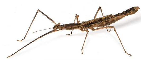 Crowned Stick Insect - Onchestus rentzi - Nymph
