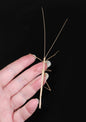 Cyclone Larry Stick Insect - Sipyloidea larryi