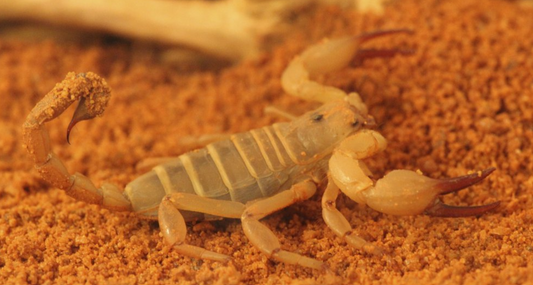 Desert Scorpion - Urodacus yaschenkoi - Medium