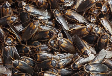 Dubia - Males - Tub