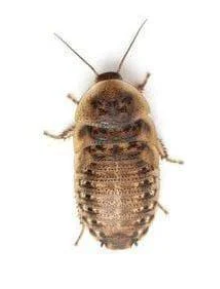 Dubia - Small - Tub