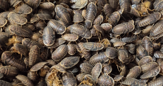 Dubia - Large - Tub