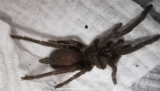 Dwarf Rainforest Tarantula Sling - Coremiocnemis tropix