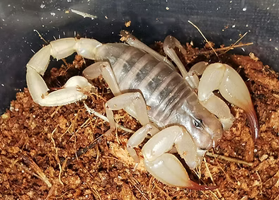 Flinders Ranges Scorpion - Urodacus elongatus - Small