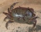 Fresh Water Inland Crab - Astrophelphusa Transversa