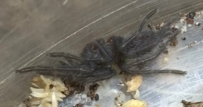 Phlogius Ghost Tarantula - 2nd Instar Sling