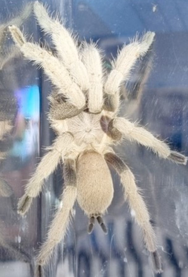 Phlogius Ghost Tarantula - 2nd Instar Sling