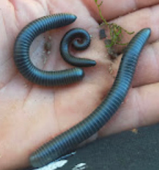 Giant Red Legged Millipede - Spirobolida