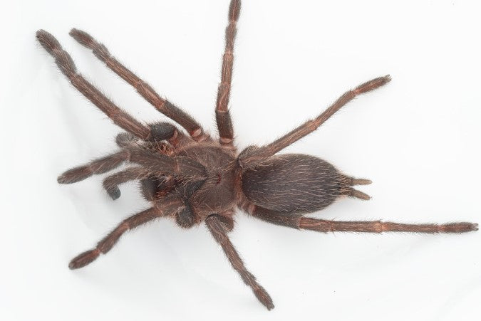 Phlogius Sp. Hanns River Tarantula - 2nd Instar Sling