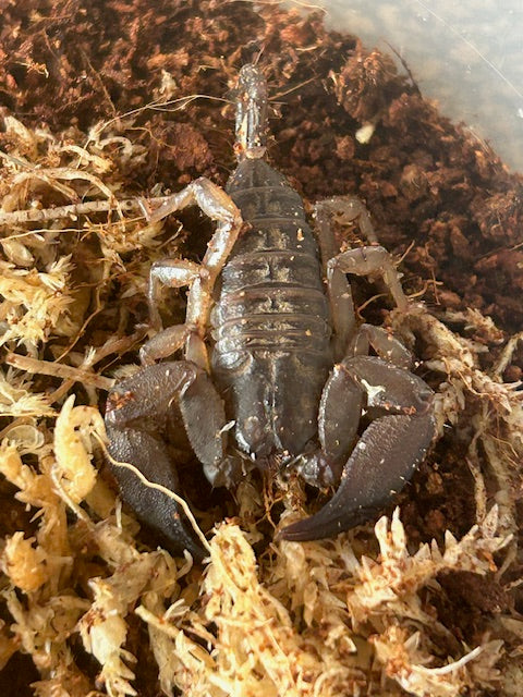 Rainforest Scorpion- Hormurus waigiensis - Adult