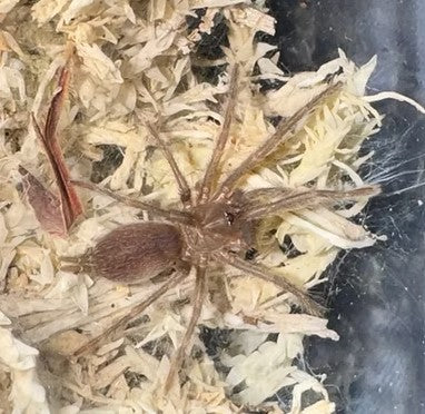 Phlogius kuttabul Tarantula - Sling