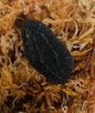Mangrove Slug
