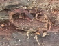 Marbled Scorpion - Lychas marmoreus nigriscens