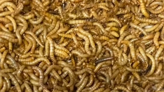 Mealworms - 50gms