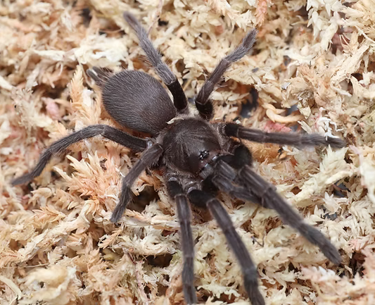 Phlogius Sp. Airlie Tarantula - Yearling