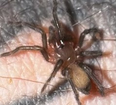 Selenotypus Plumipes - Northern Form - Sling