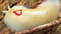 Red Triangle Slug - Triboniophorus graeffei  - Adults