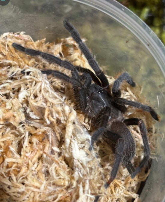 Phlogius Rubiseta Tarantula - 2nd Instar Sling