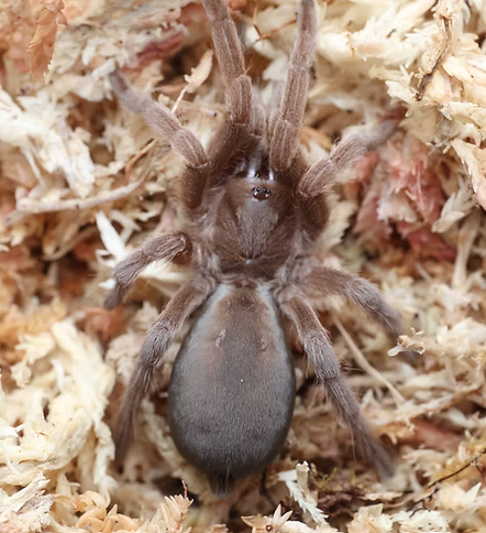 Feather Legged - Selenotypus Sp. Nebo Tarantula - Sling