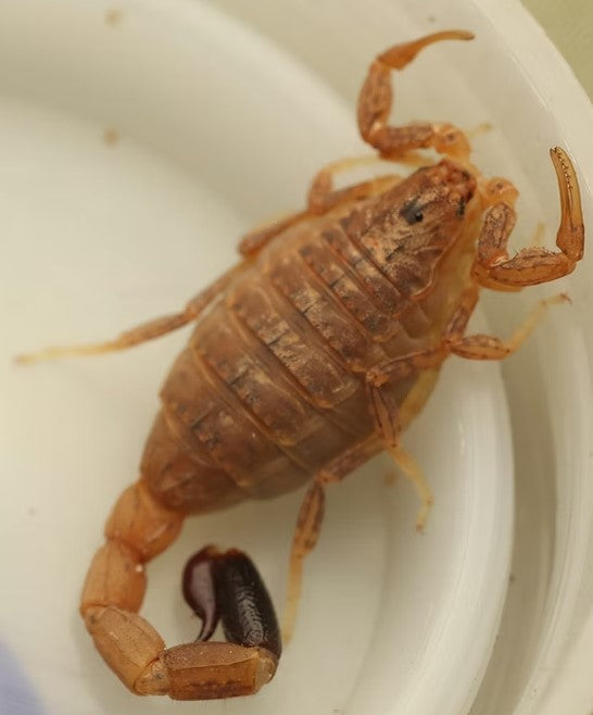 Spider Hunting Scorpion - Isometroides vescus - Small