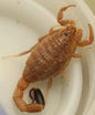 Spider Hunting Scorpion - Isometroides vescus - Small