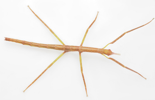 Titan Stick Insect - Acrophylla wuelfingi