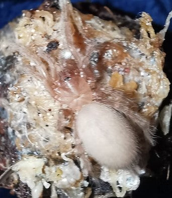 Dwarf Rainforest Tarantula - Coremiocnemis tropix -  Sling
