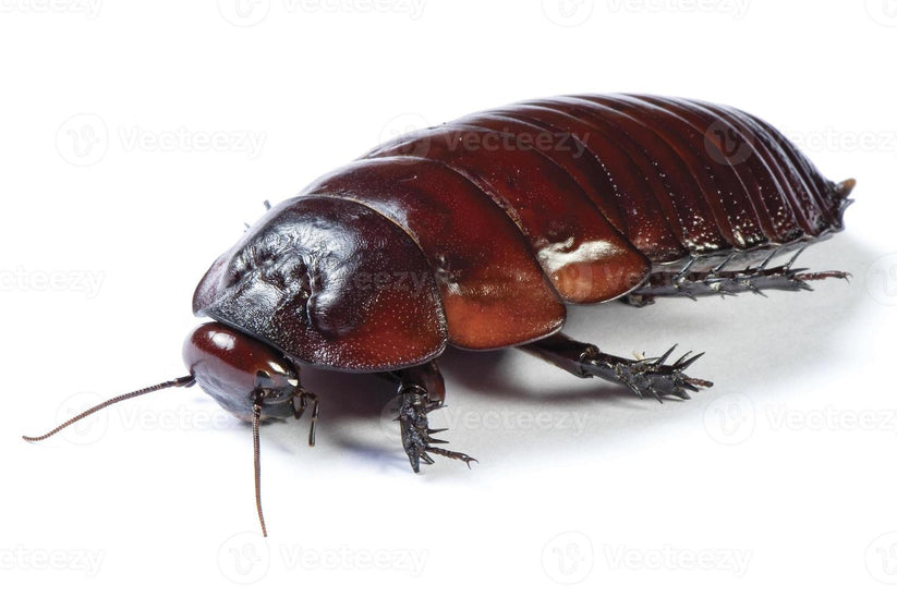 Giant Burrowing Cockroach (Macropanesthia rhinoceros) - Juveniles ...