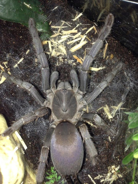 Phlogius sp. Stents Tarantula - Juv