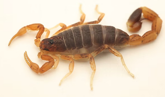 Ochre Scorpion - Lychas jonesae (SA Locale)