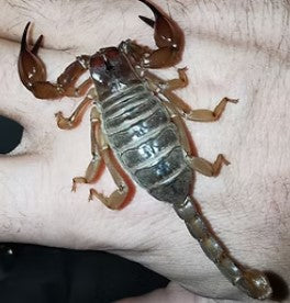 SA Coastal Burrowing Scorpion - Urodacus novaehollandiae (Sand scorpion)