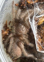 Blue-Leg Tarantula - Phlogius PQ113- Western Form - 2nd Instar Sling
