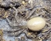 Pygymy Tarantula - Coremiocnemis Pygmy - Sling