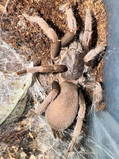 Pygymy Tarantula - Coremiocnemis Pygmy - Sling