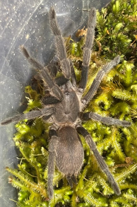 Phlogius Sp. Silver Valley Tarantula - 2nd Instar Sling