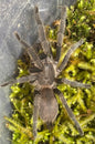 Phlogius Sp. Silver Valley Tarantula - 2nd Instar Sling